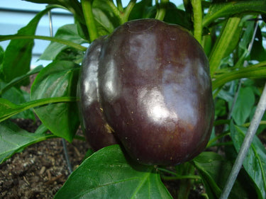 30 CHOCOLATE BEAUTY Bell PEPPER Sweet Brown Capsicum Annuum Vegetable Seeds